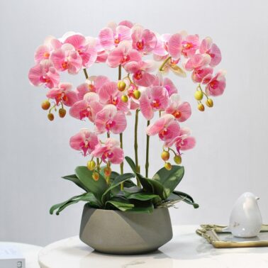 Phalaenopsis