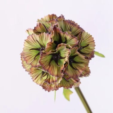 Preserved Windmill Wholesale Ball Shape Dry Flower Windmill Fruit Flowers Scabiosa Atropurpurea Pristimera Preserved Flower