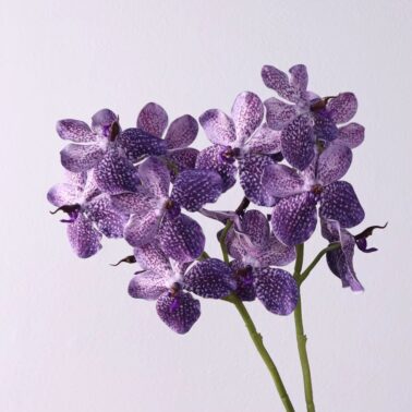 Phalaenopsis Orchid Bulk Flowers Artistic Factory Wholesale Wedding Home Table Decoration Flower Artific